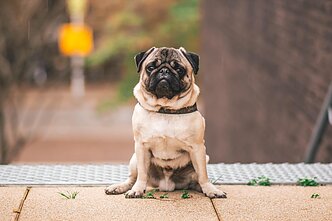Mopsas