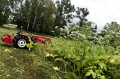 Sosnovskio barščiai
