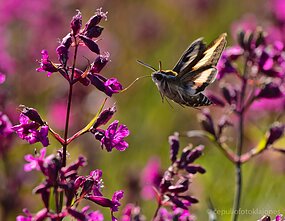 Pievų kolibris – lipikinis sfinksas Pievų kolibris – lipikinis sfinksas