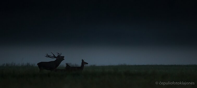 Elnių rujos akimirka