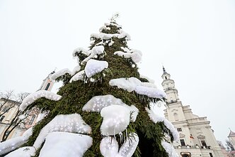 Kauno Kalėdų eglė 2018