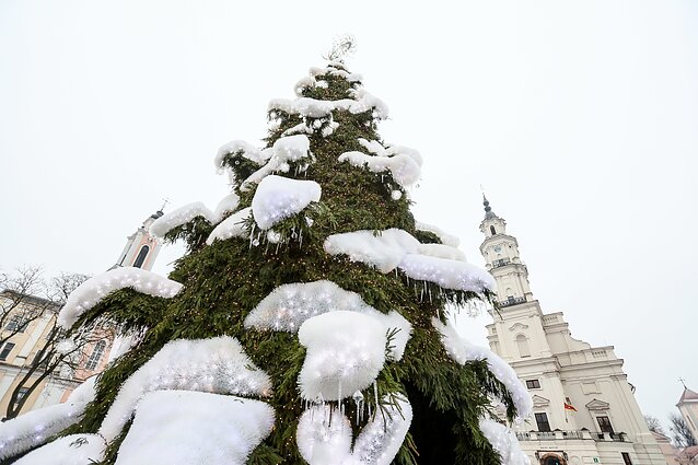 Kauno Kalėdų eglė 2018 Kauno Kalėdų eglė 2018