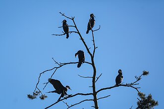 Kormoranai Kormoranai