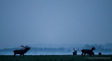 Rugsėjis - elnių vestuvių metas