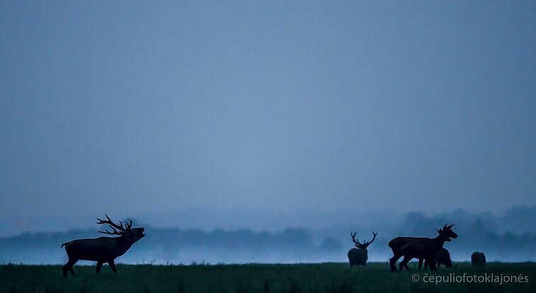 Rugsėjis - elnių vestuvių metas