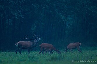 Patinas uodžia pateles (Flemeno reakcija)