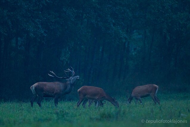 Patinas uodžia pateles (Flemeno reakcija)