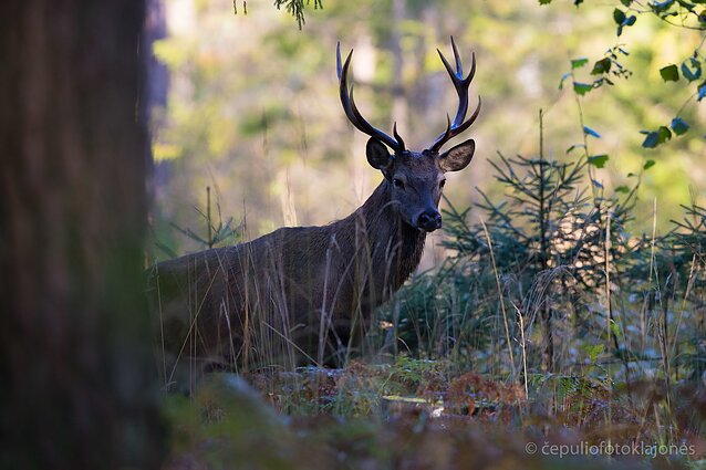 Jaunas patinas laikosi atokiau nuo įsiaudrinusių senių