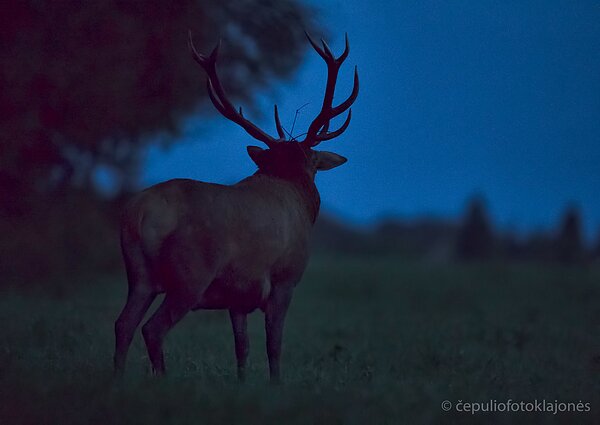 Senis išėjo į palaukę pasidairyti