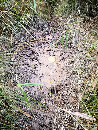 Viena iš elnių kvepalų gamyklų