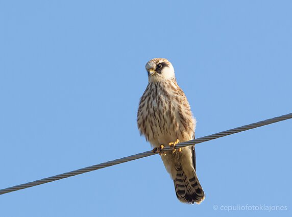 Dabar dažnai ant laidų galima pastebėti mažų raudonkojų sakalų