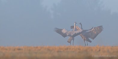 Gervės niekada nepraleidžia progos pašokti