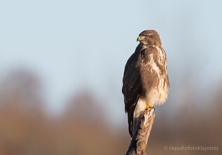 Pakelėse pelių ir pelėnų laukia suopiai