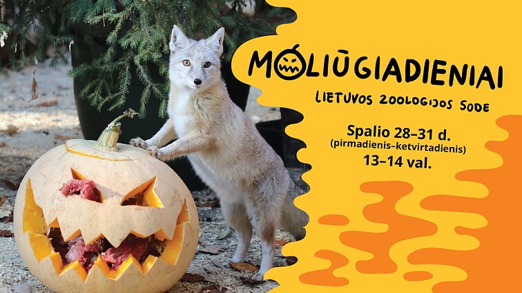 Šikšnosparniai
