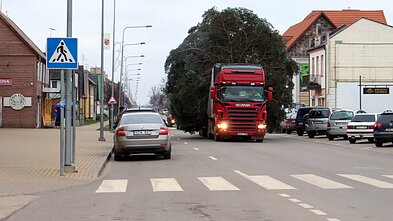 Rokiškio eglė