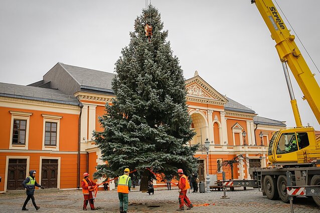 Kalėdinė Klaipėdos eglutė keliauja į Teatro aikštę