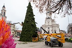 Kaune statoma Kalėdų eglė