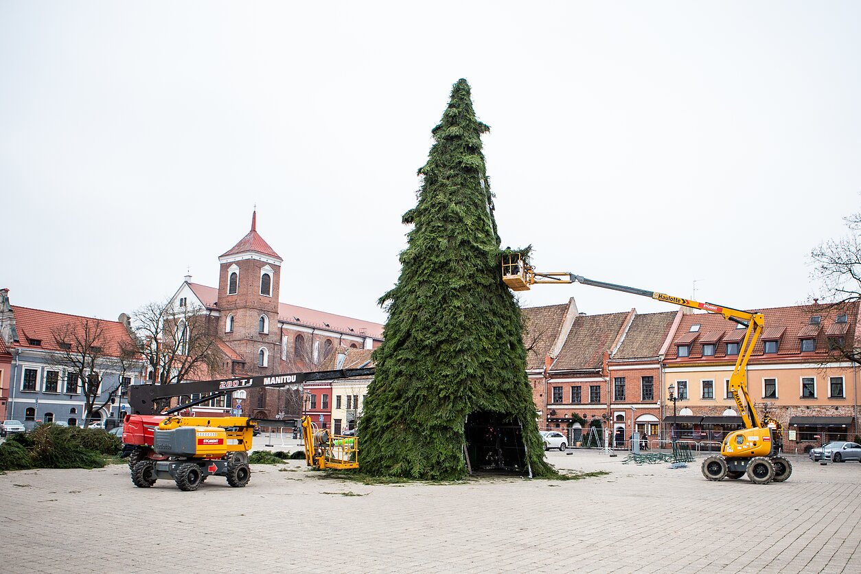 Kaune statoma Kalėdų eglė