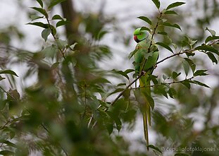 Kramerio papūga jau daug metų stebima Lietuvoje