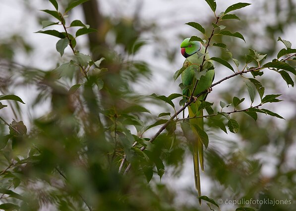 Kramerio papūga jau daug metų stebima Lietuvoje