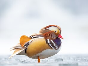 Mandarininė antis Utenoje 