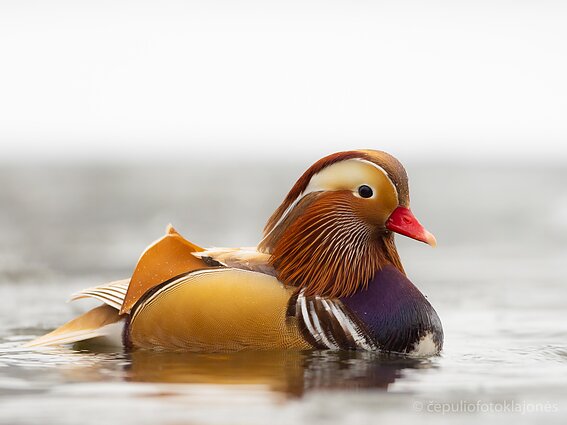 Mandarininė antis Utenoje 