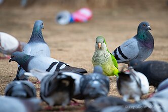 Greitai ir Lietuvoje su balandžiais lakstys papūgos kalitos