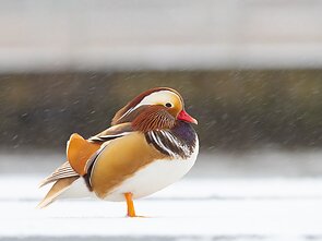 Mandarininė antis Utenoje 