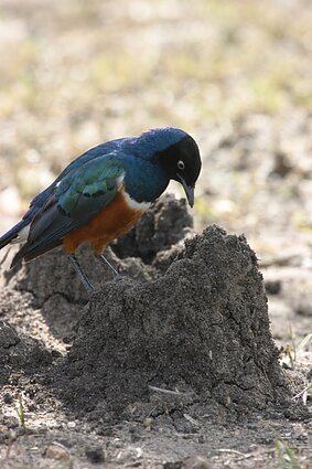 Rusvapilvis blizgusis varnėnas