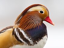 Mandarininė antis Utenoje 