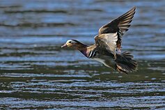 Mandarininė antis Vilniuje