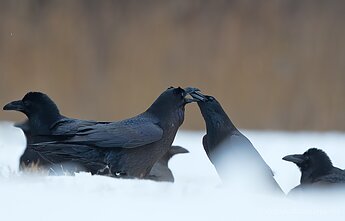 Kranklių bučiniai
