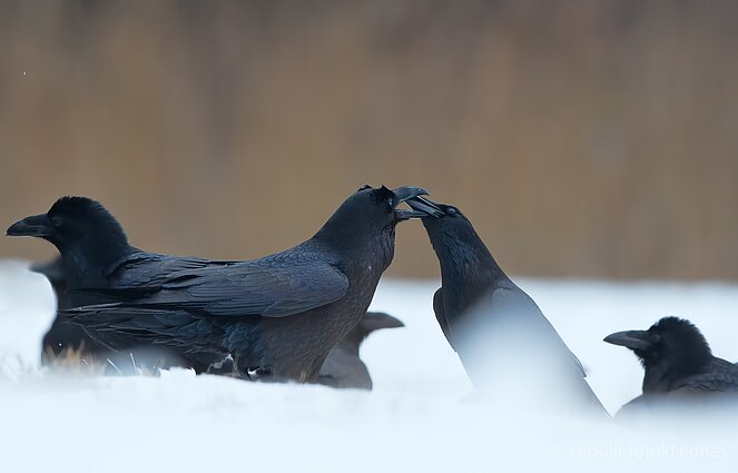 Kranklių bučiniai