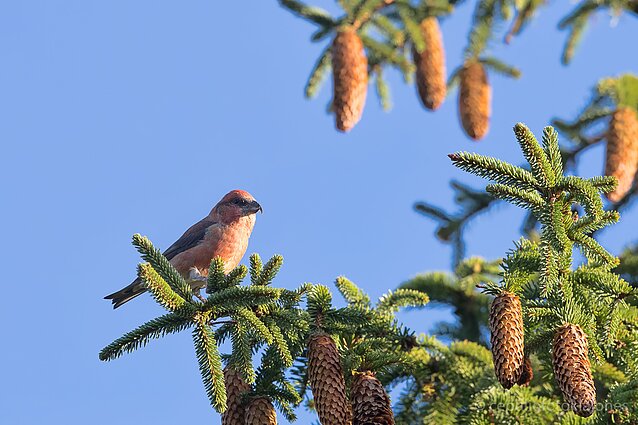 Eglinis kryžiasnapis