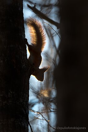 Medžiais duodasi voverės