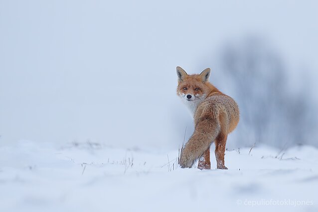 Rudoji vestuvėms pasiruošus