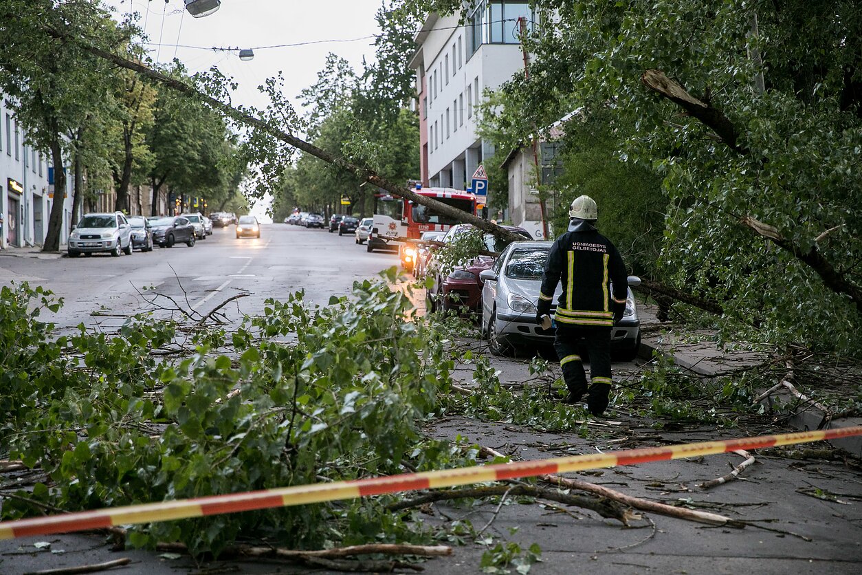 Nuvirtęs medis Nuvirtęs medis