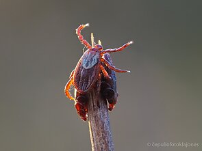 Išalkusios erkės