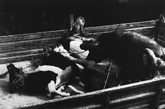 4 iš 30 veršelių nugaišo. Jie guli ant krovininio traukinio vagono Pontebboje, Italijoje, 1986 m. gegužės 7 d., antradienį. Galvijai buvo išvežti atgal į Lenkiją, atlikus radiacijos patikrinimus. 4 iš 30 veršelių nugaišo. Jie guli ant krovininio traukinio vagono Pontebboje, Italijoje, 1986 m. gegužės 7 d., antradienį. Galvijai buvo išvežti atgal į Lenkiją, atlikus radiacijos patikrinimus.