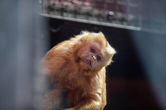 Lietuvos zoologijos sodas Lietuvos zoologijos sodas