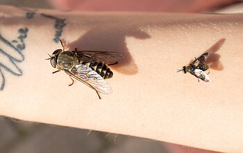 Sparva ir aklys (mažesnis)