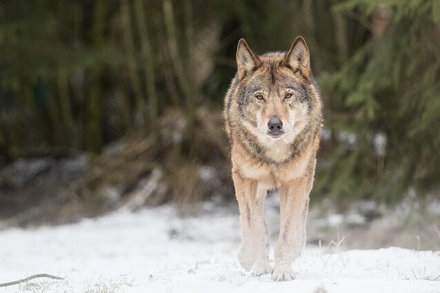 Jei gyvūnas fotografuojamas nelaisvėje arba prijaukintas, tai reikia pažymėti, kad neklaidintumėt žiūrovų. Vilkas Žvėrinčiuje