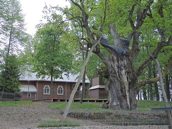 Stelmužės ąžuolas