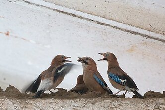 Kėkštai sandėlyje