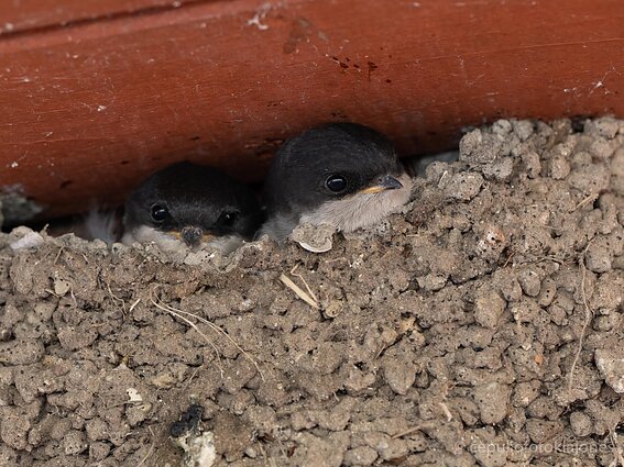 Langinės kregždės vaikai
