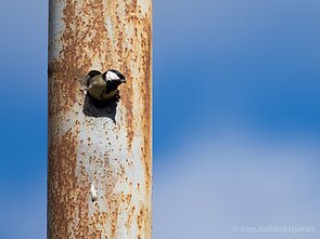 Didžioji zylė įsikūrė apšvietimo stulpe