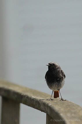 Dūminė raudonuodegė