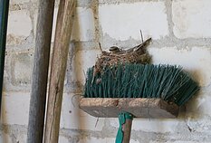 Musinukė peri ant šluotos