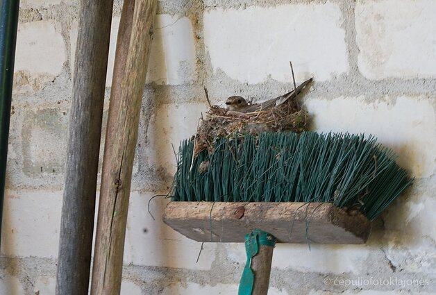 Musinukė peri ant šluotos