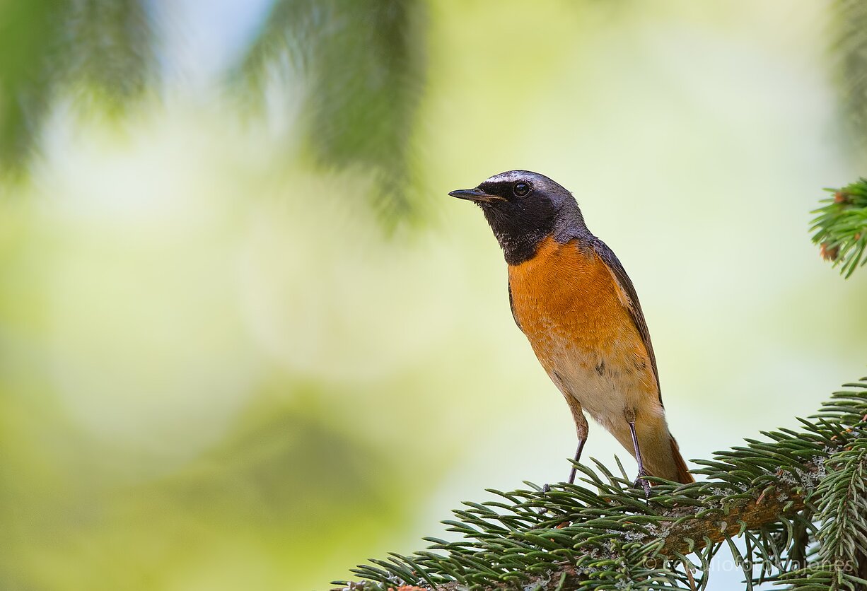 Paprastosios raudonuodegės patinas